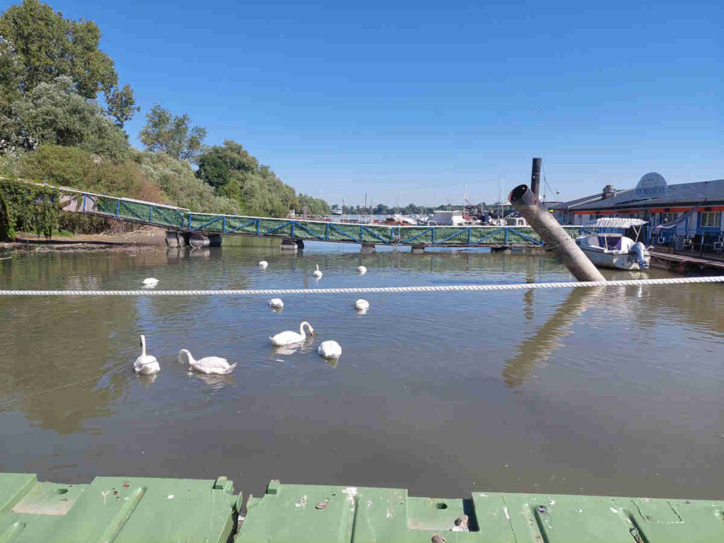 Swans greet you as you cross the bridge to Lido Beach Belgrade