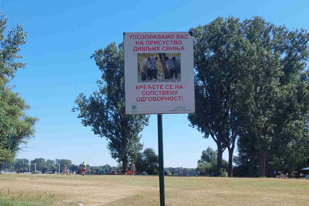 Warning sign about wild boars at the entrance to Great War Island