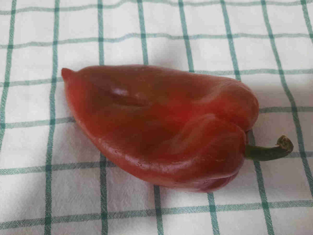 Red pepper for ajvar