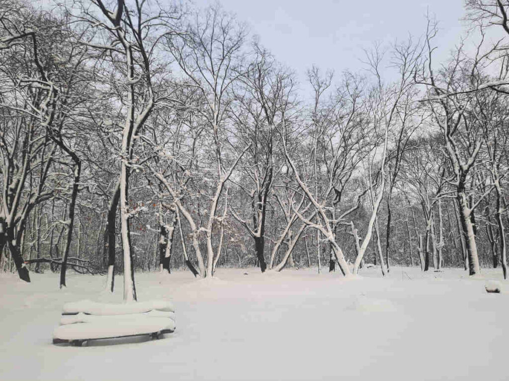 Snow cover in Belgrade's Košutnjak forest