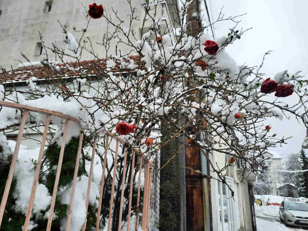 Snowy roses in Belgrade