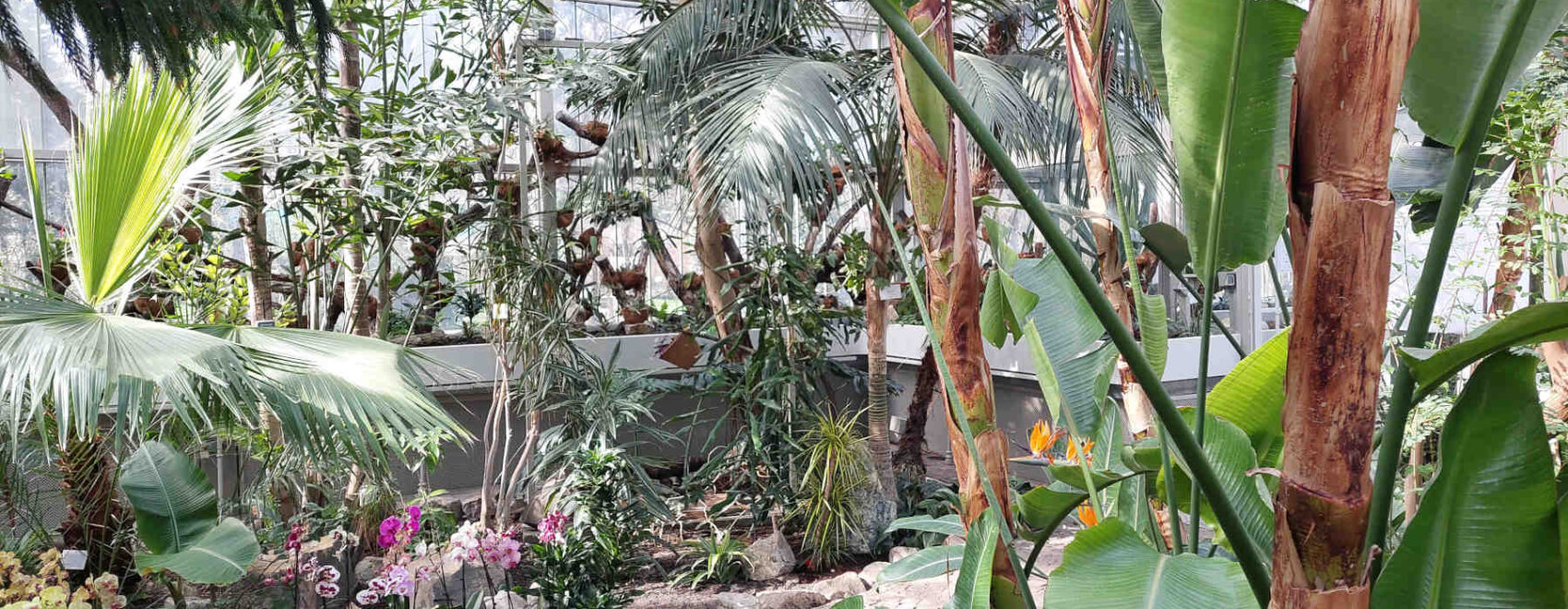 Jevremovac Botanical Garden, greenhouse