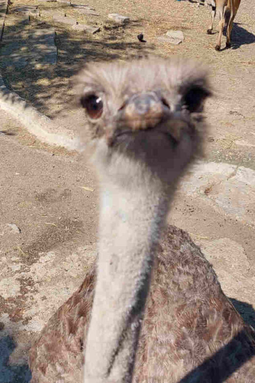 Belgrade Zoo ostrich